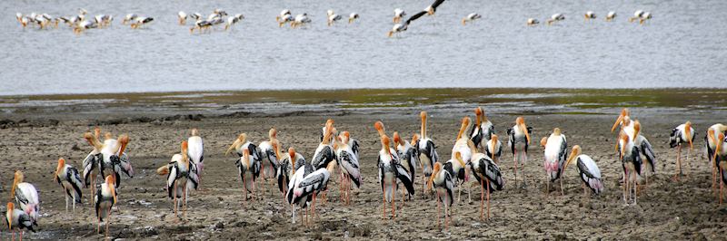 Painted storks., Bundala National Park 