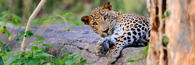 Leopard, Yala National Park