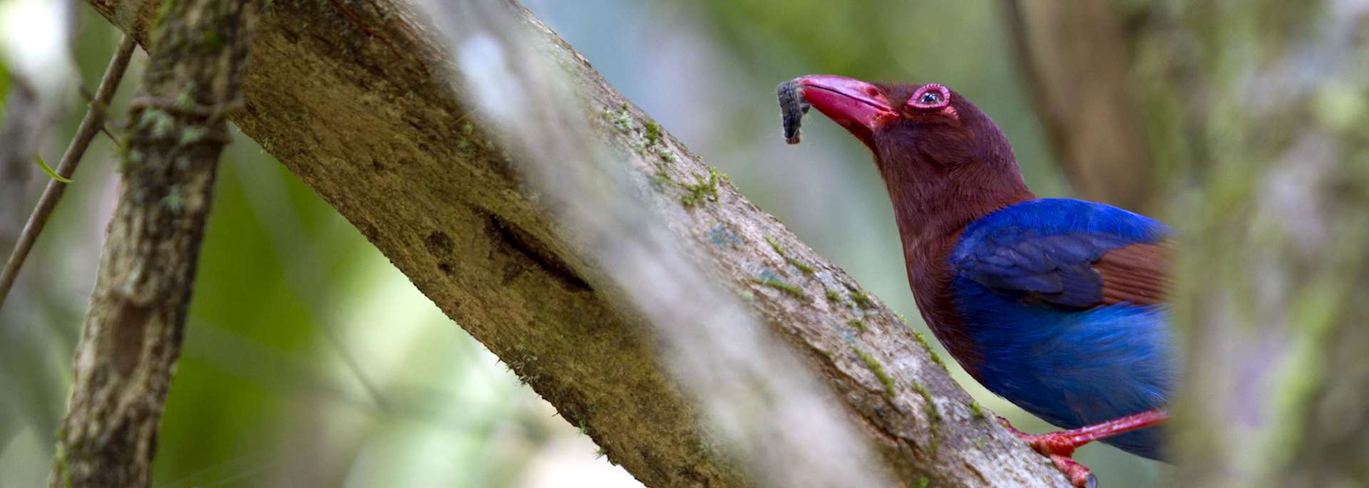 Sri Lanka blue magpie, Sinharaja Biosphere