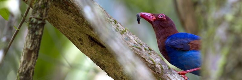 Sri Lanka blue magpie, Sinharaja Biosphere