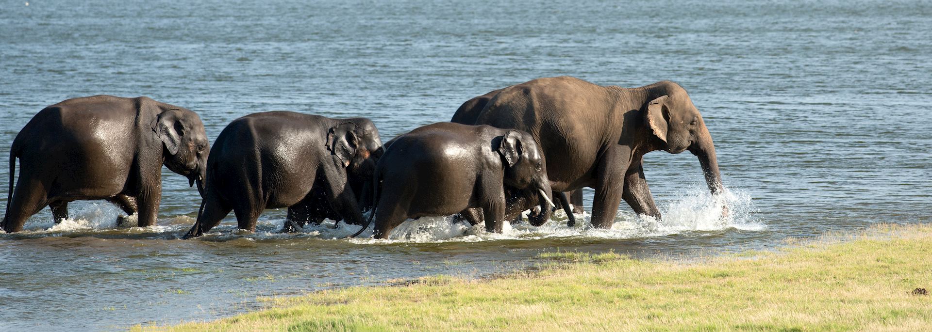 Elephants in the Minneriya National Park