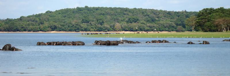 Elephant, Minneriya National Park