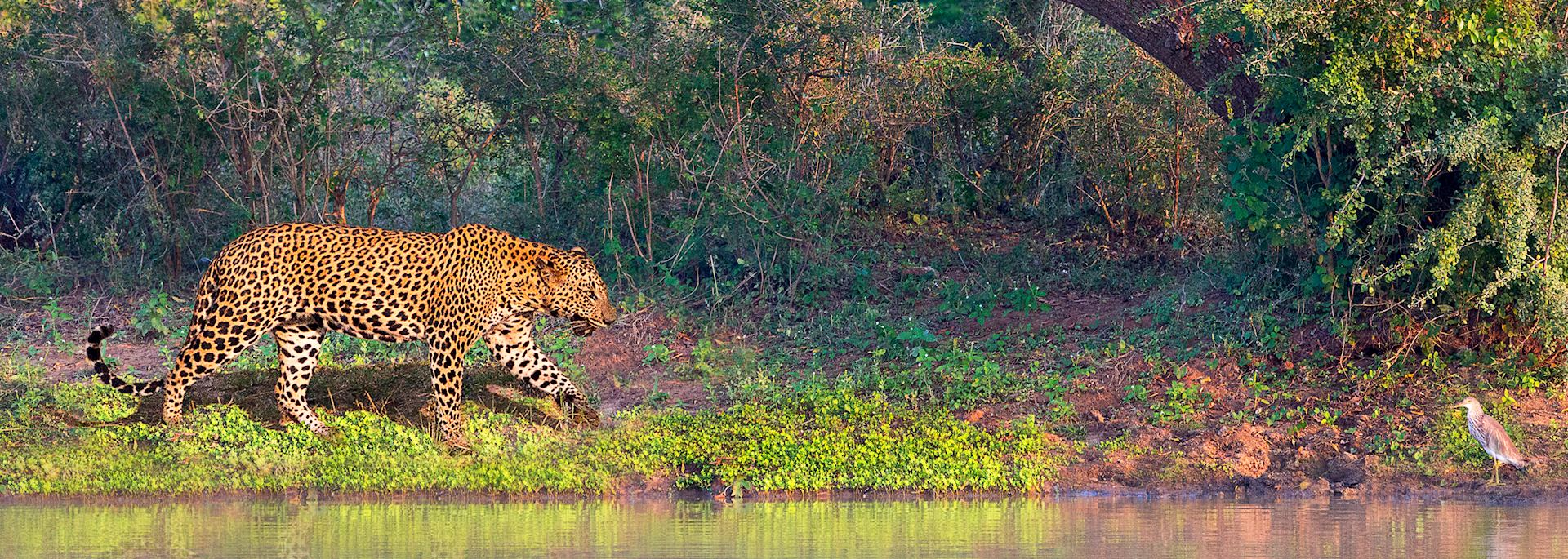 Leopard, Sri Lanka