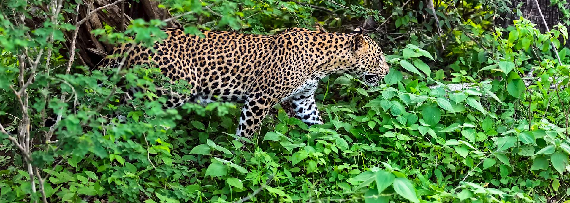 Leopard in Yala National Park