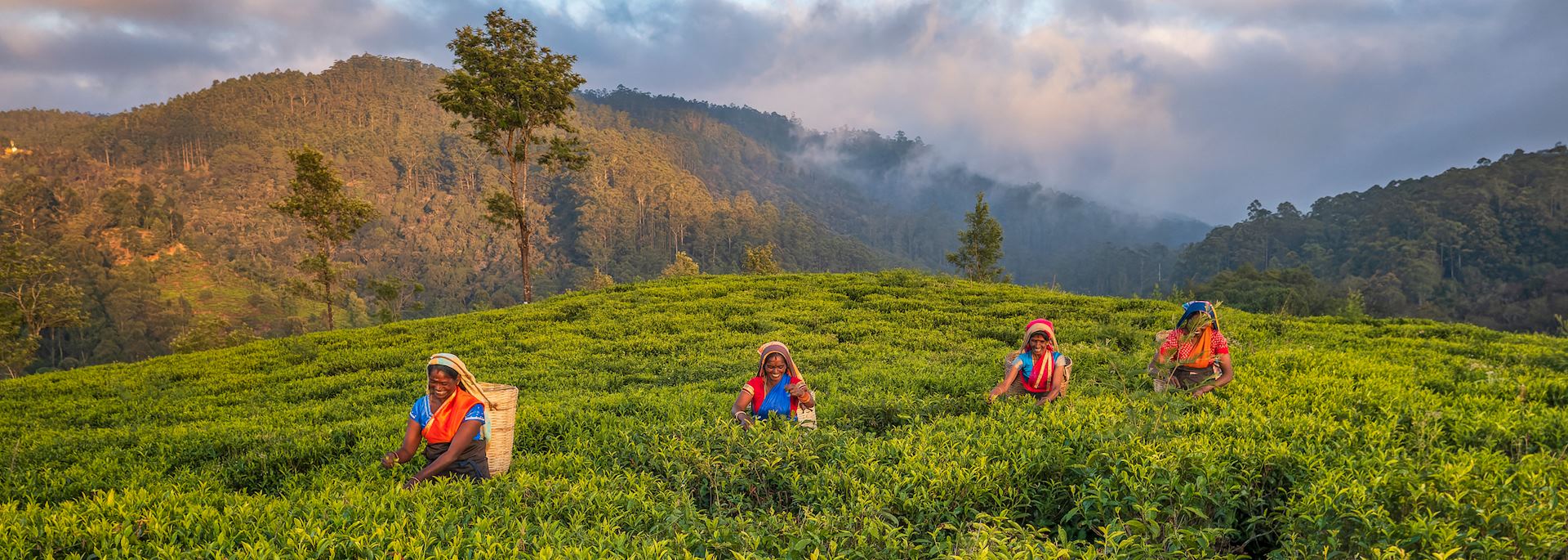 Tamil women plucking tea leaves