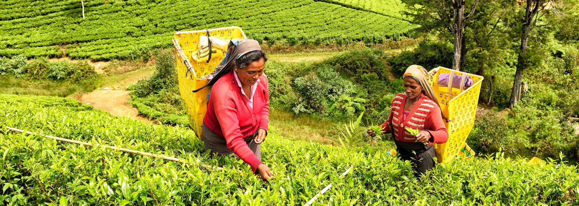 Tea pickers in Nuwara Eliya