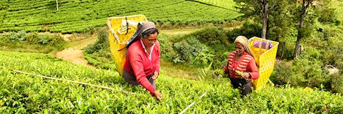 Tea pickers in Nuwara Eliya
