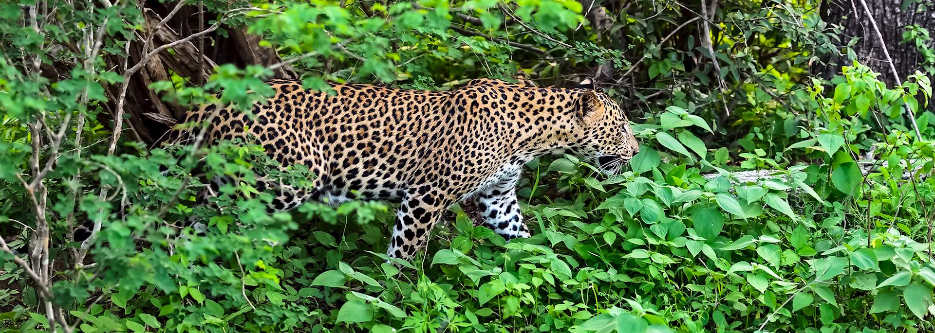 Leopard, Yala National Park
