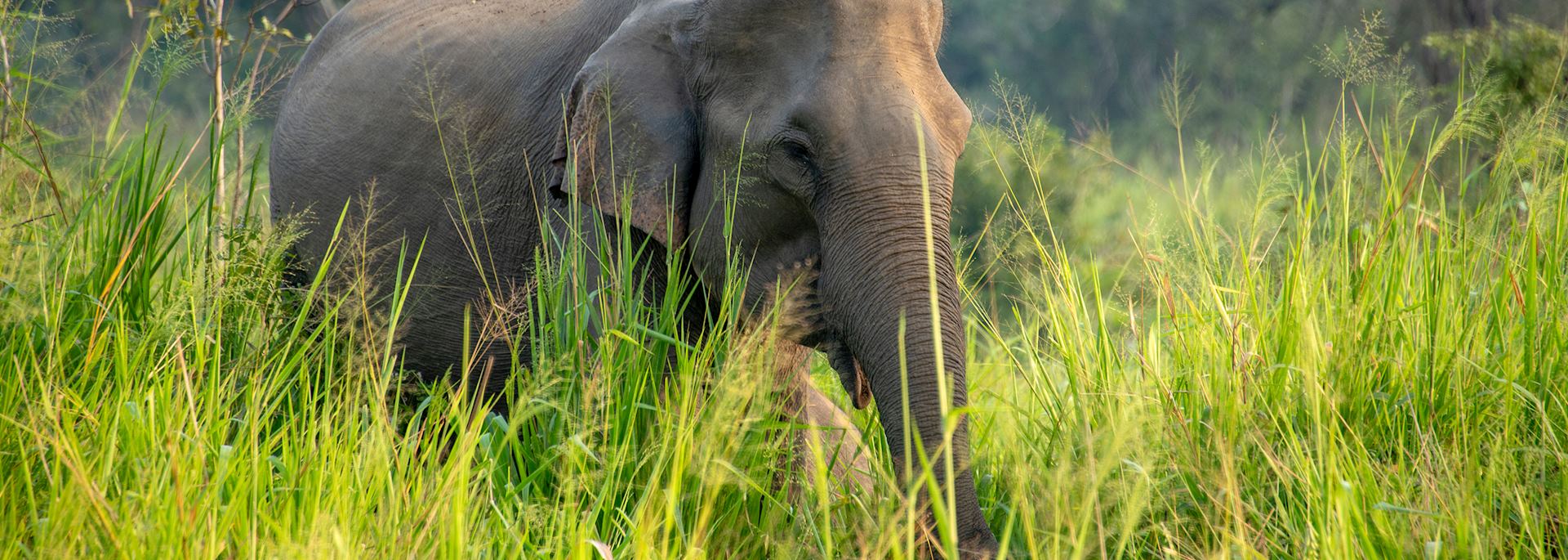 Elephant in Udawalawe National Park