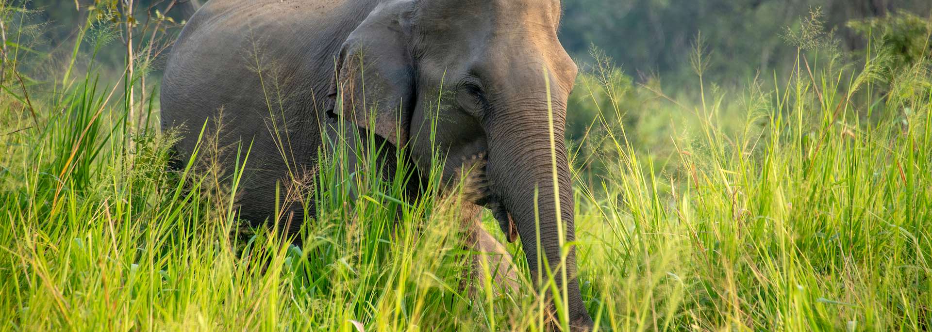 Elephant in Udawalawe National Park