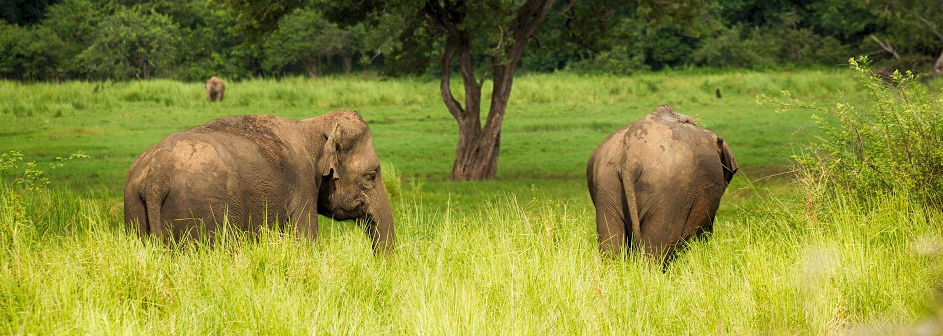 Elephants in Minneriya National Park