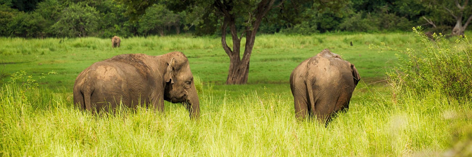 Elephants in Minneriya National Park