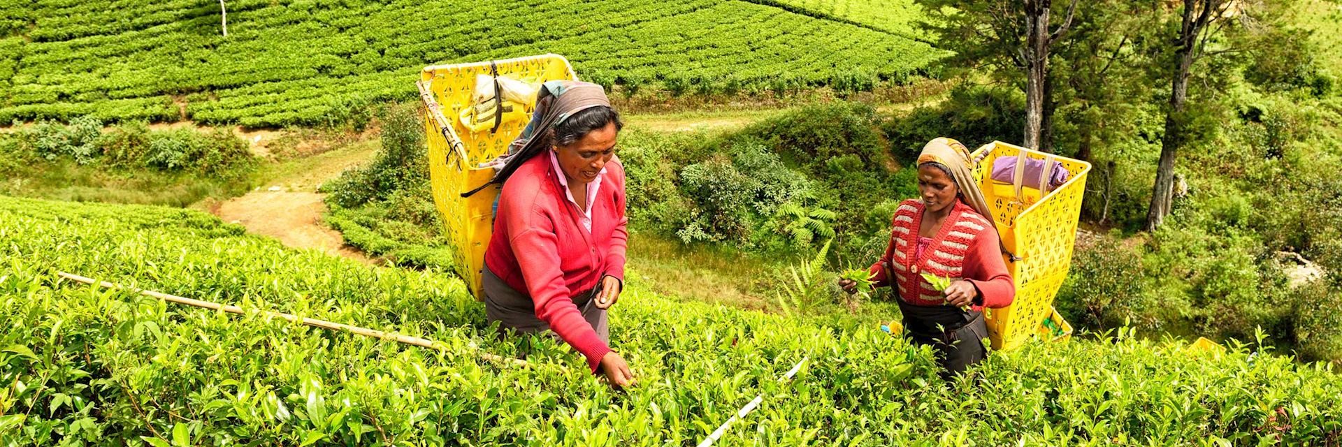 Tea pickers in Nuwara Eliya