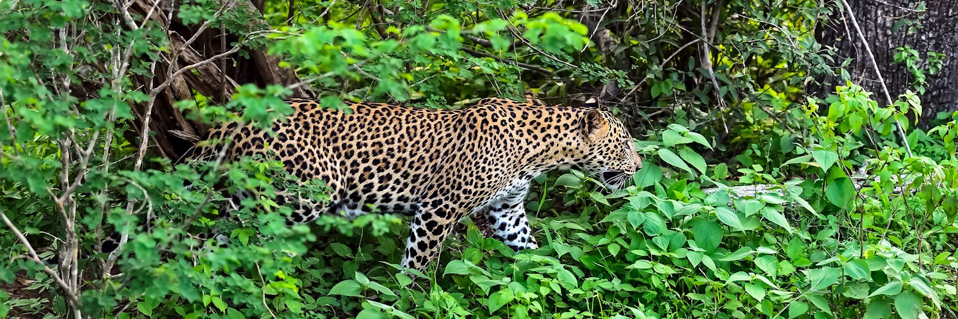 Leopard, Yala National Park