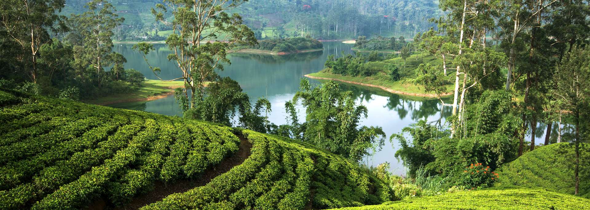Tea estate, Hatton