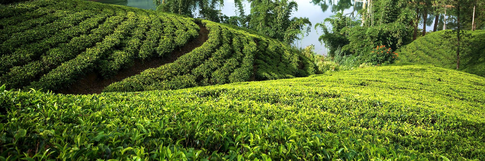 Tea estate, Hatton