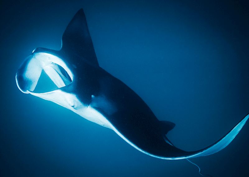 Manta ray, Hawaii