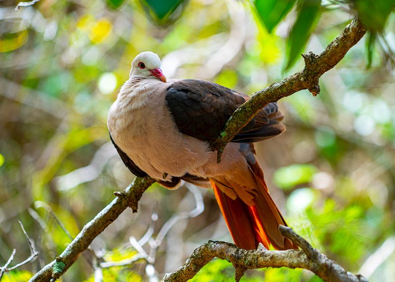 Pink pigeon, Mauritius