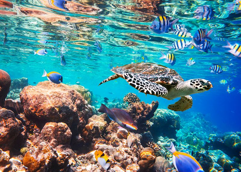 Hawksbill turtle, the Maldives