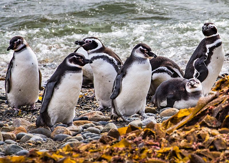 Magellanic penguins, Chile