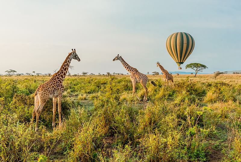 Hot-air balloon in the Serengeti, Tanzania