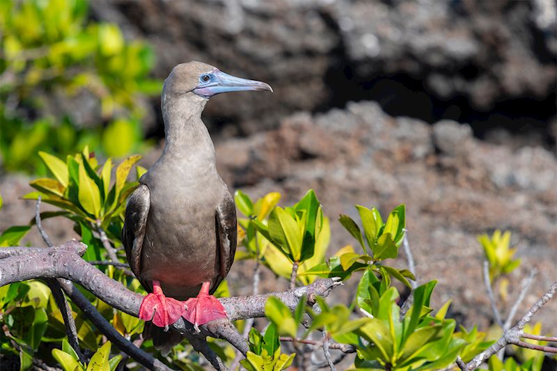 Red-footed booby, Galapagos