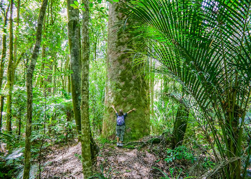 Kauri tree in the Waipoua Forest, Northland Region of New Zealand's North Island