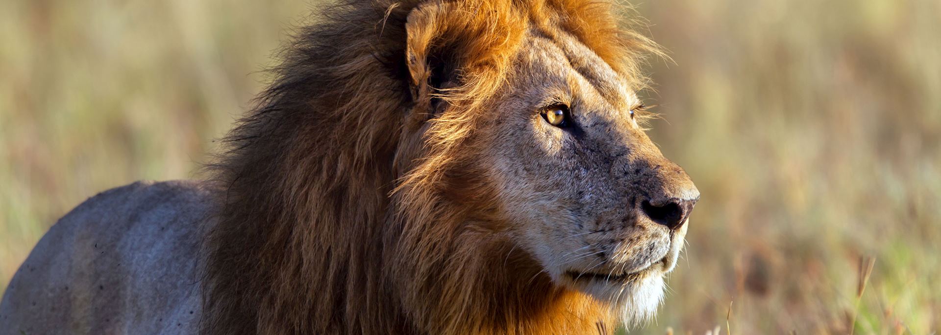 Lion in Serengeti National Park, Tanzania