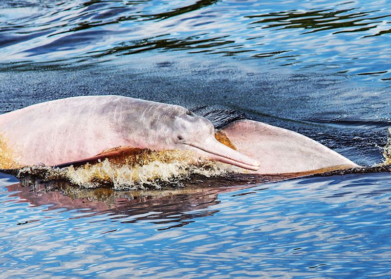 Pink dolphins, Pacaya Samiria Reserve, Peru 
