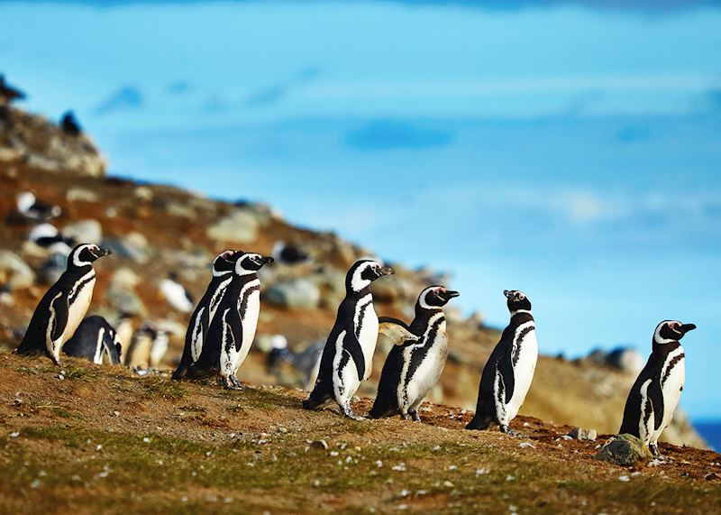 Magellanic penguins, Patagonia, Chile