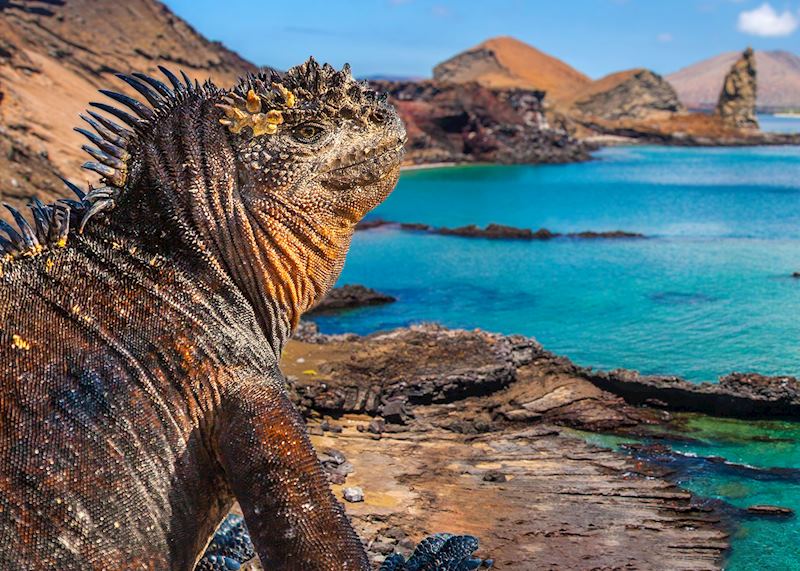 Marine iguana, Galapagos Islands