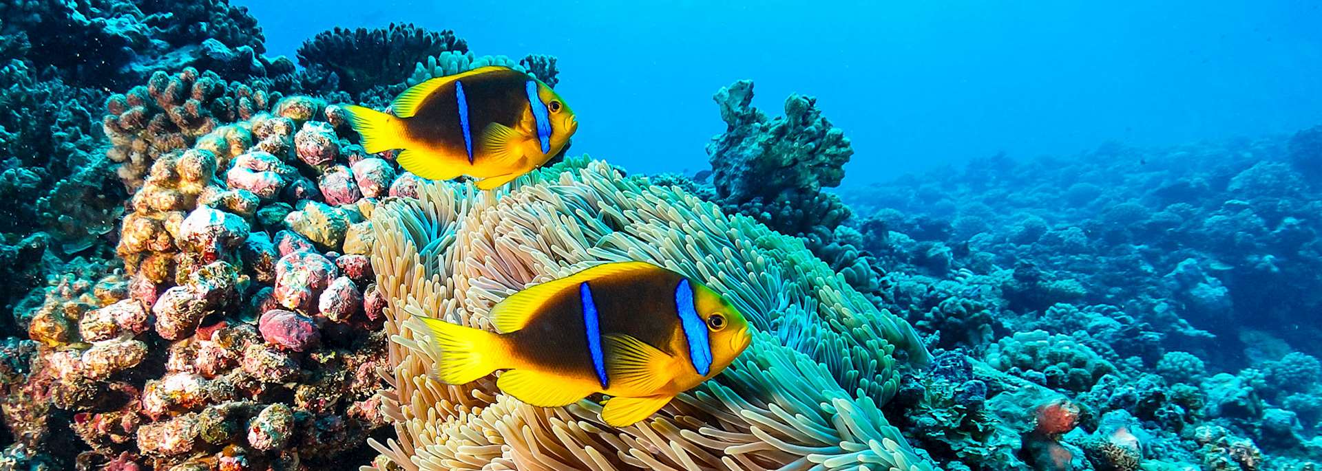 Marine life, French Polynesia