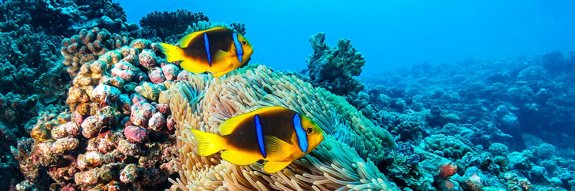 Marine life, French Polynesia