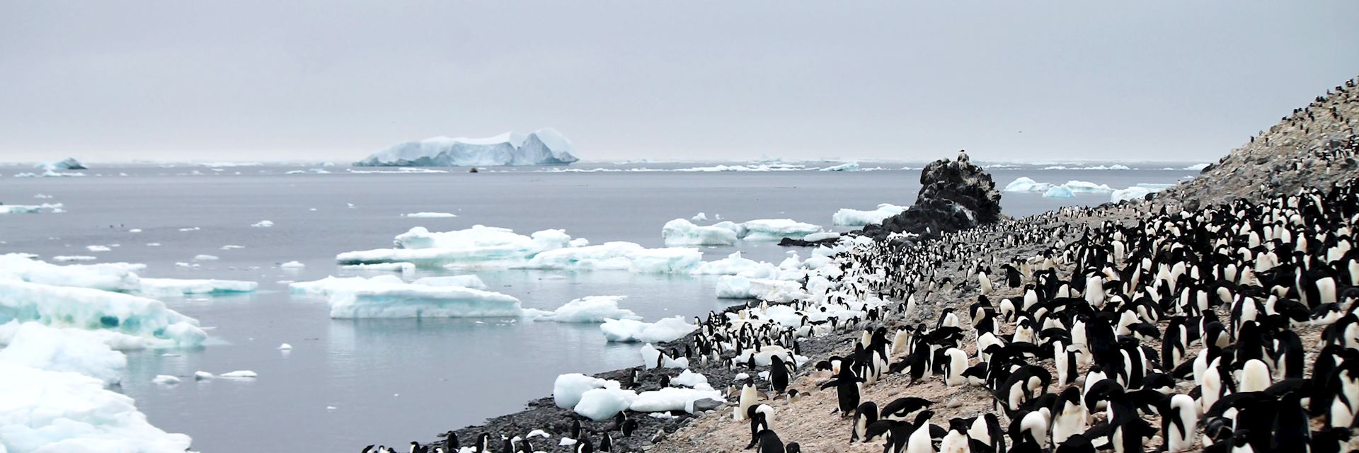 Penguins, Antarctica