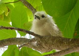 Fairy tern chick, Denis Island