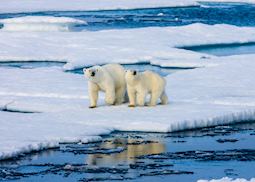 Polar bears
