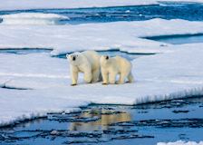 Polar bears