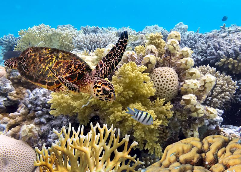 Great Barrier Reef, Australia