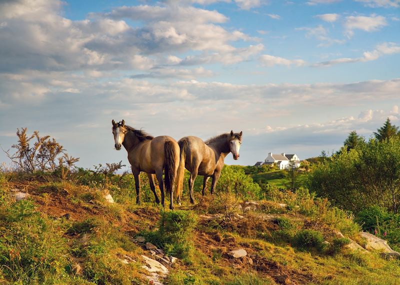 Ponies in Connemara, Ireland