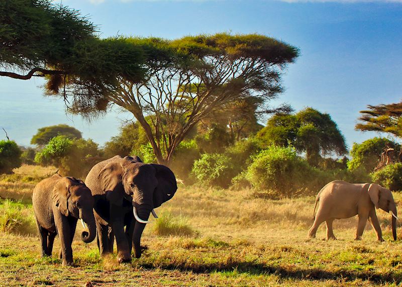 Elephants, Amboseli National Park, Kenya