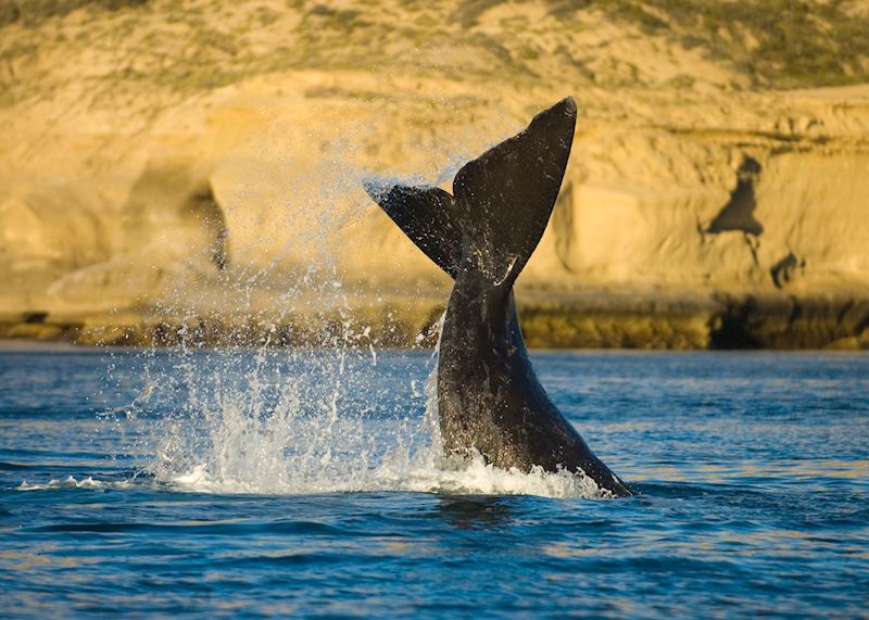 Right whale, Península Valdés, Argentina