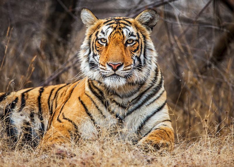 Tiger, Ranthambhore National Park, India