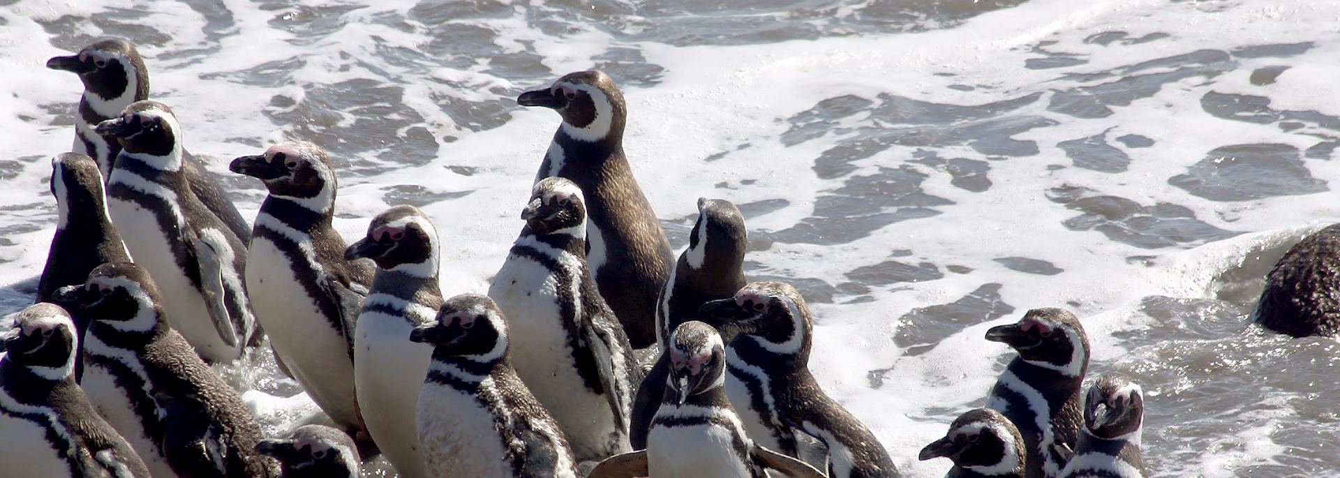 Magellanic penguins, Península Valdés, Argentina