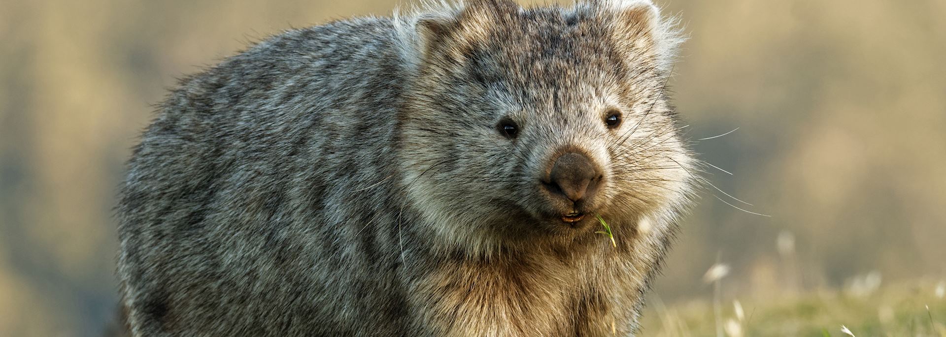 Wombat in Tasmania, Australia