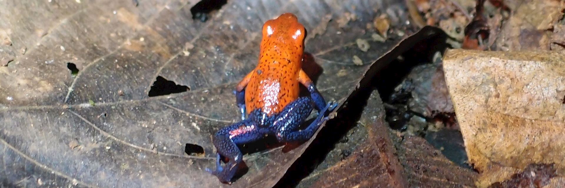 Blue-jeans poison dart frog, Costa Rica