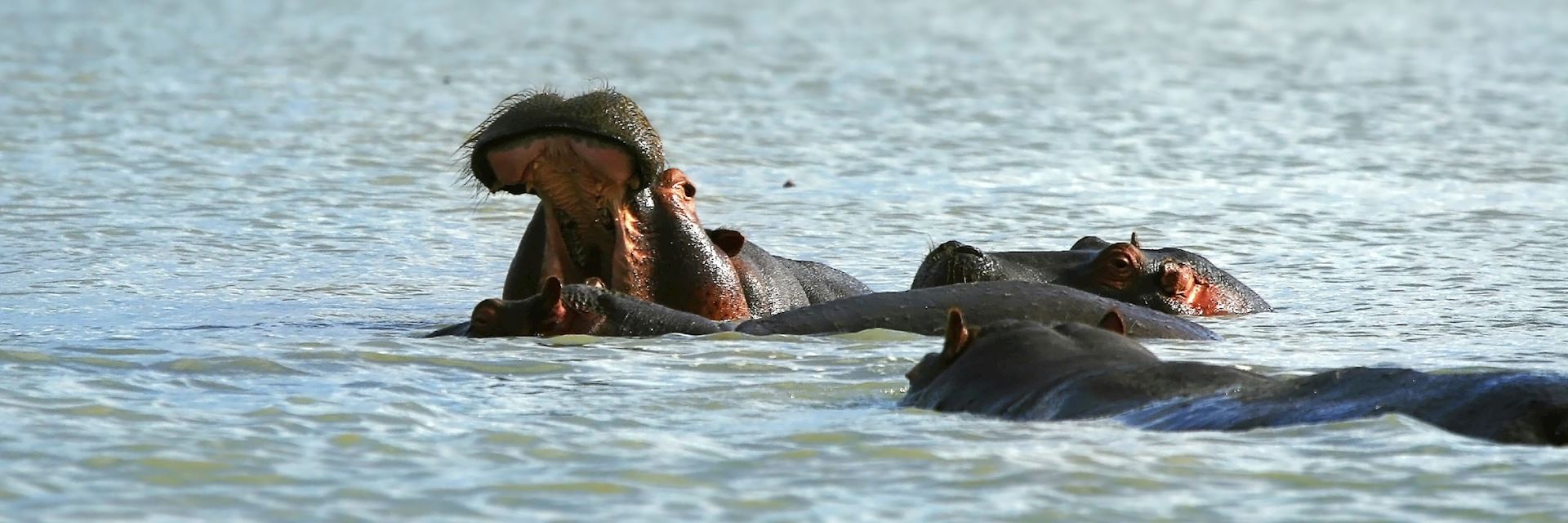Hippo in Lake Naivasha, Kenya