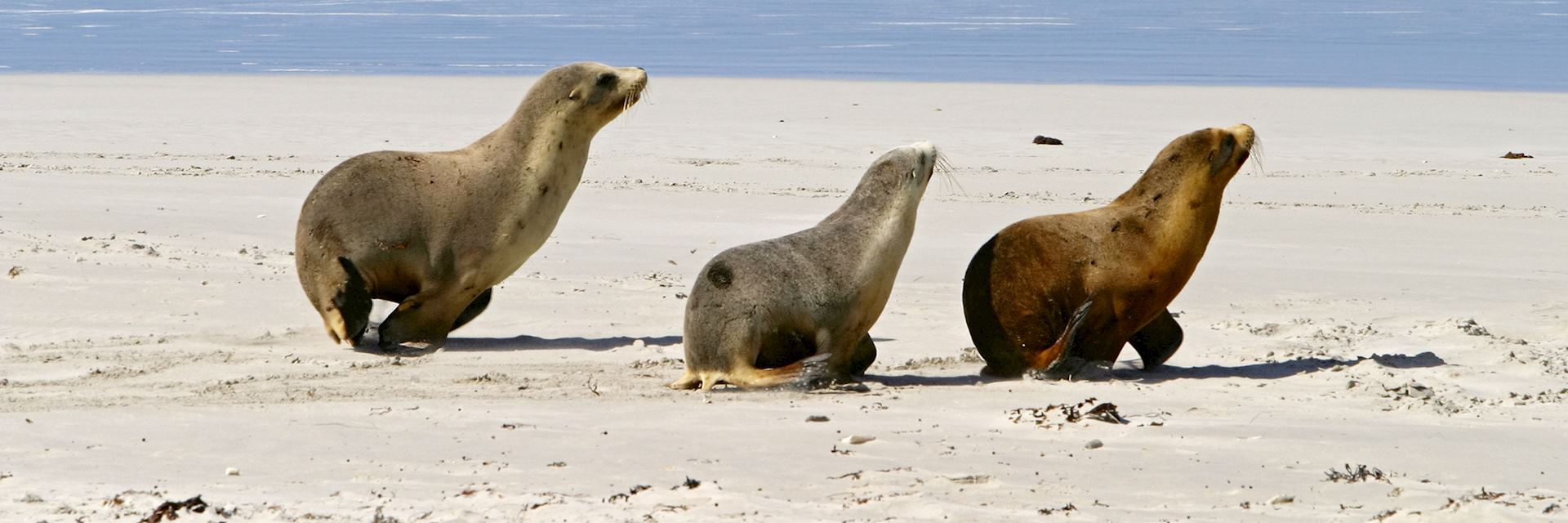 Seals on Kangaroo Island, Australia
