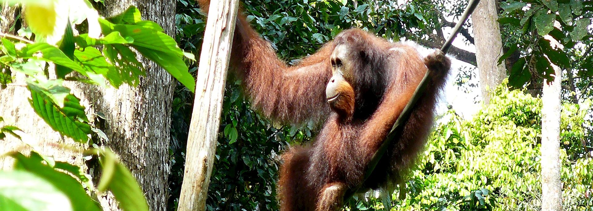 Orangutan in Sepilok, Borneo
