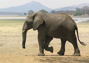 Elephant in Vwaza Game Reserve, Malawi