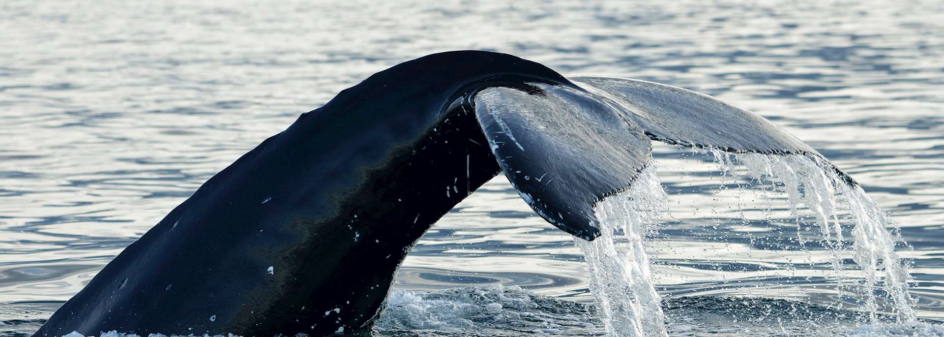 Humpback whale